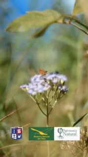 22 de abril, DÍA DE LA TIERRA 🌎

Hoy , día de la Tierra , vale la pena advertir que los cambios ambientales y sus consecuencias no ocurren por voluntad divina ni maldición diabólica, sino por el asesinato de los montes nativos y la proliferación de los bosques industriales ; por los cultivos de exportación, que prohíben la diversidad de la flora ; por los venenos que matan las plagas y de paso matan la vida natural ; por los fertilizantes químicos, que fertilizan el dinero y esterilizan el suelo y por las radiaciones de algunas máquinas que la publicidad impone a la sociedad del consumo.
EDUARDO GALEANO

🌱En el día de la Tierra no hay nada que festejar pero mucho en que pensar y mucho para trabajar.